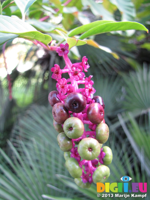 SX31147 Plant with tiny flowers and berries in botanical garden